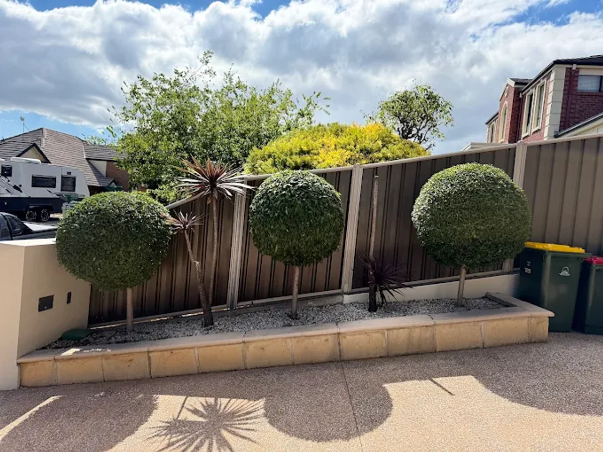 A row of tidy topiary balls in a freshly maintained garden bed
